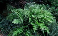 Champions Wood Fern (Dryopteris Championii) - 1 Gallon Pot 13 Champions Wood Fern (Dryopteris Championii) - 1 Gallon Pot -Plant Shop dryopteris championii champions wood fern 6 1