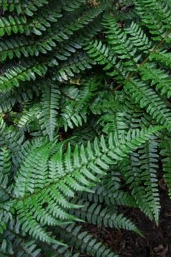 Champions Wood Fern (Dryopteris Championii) - 6 Pack Of 1 Gallon Pots -Plant Shop dryopteris championii champions wood fern 7