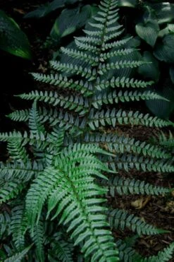 Champions Wood Fern (Dryopteris Championii) - 1 Gallon Pot 15 Champions Wood Fern (Dryopteris Championii) - 1 Gallon Pot -Plant Shop dryopteris championii champions wood fern 8 1