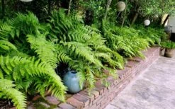 Autumn Brilliance Fern (Dryopteris Erythrosora) - 6 Pack Of 1 Gallon Pots -Plant Shop dryopteris erythrosora autumn brilliance fern 10 3