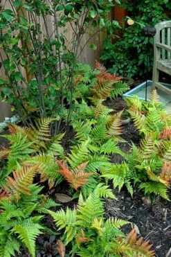 Autumn Brilliance Fern (Dryopteris Erythrosora) - 6 Pack Of 1 Gallon Pots -Plant Shop dryopteris erythrosora autumn brilliance fern 11 3