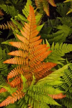 Autumn Brilliance Fern (Dryopteris Erythrosora) - 6 Pack Of 1 Gallon Pots -Plant Shop dryopteris erythrosora autumn brilliance fern 2 3