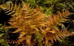 Autumn Brilliance Fern (Dryopteris Erythrosora) - 6 Pack Of 1 Gallon Pots -Plant Shop dryopteris erythrosora autumn brilliance fern 3 3