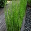 Horsetail Reed Grass - Equisetum Hyemale - 8 Pack Of 1 Gallon Pots 2 Horsetail Reed Grass - Equisetum Hyemale - 8 Pack Of 1 Gallon Pots -Plant Shop equisetum hyemale horsetail reedgrass 100