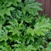 Fatsia Japonica (Japanese Aralia / Glossy Paper Plant) - 7 Gallon Pot 1 Fatsia Japonica (Japanese Aralia / Glossy Paper Plant) - 7 Gallon Pot -Plant Shop fatsia Japanese Aralia 1 500x750 3