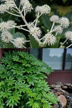Fatsia Japonica - Japanese Aralia - Glossy Paper Plant - 3 Gallon Pot -Plant Shop fatsia Japanese Aralia 2 500x750 5