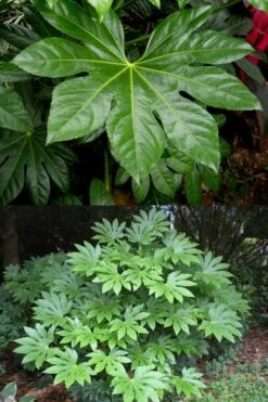 Fatsia Japonica (Japanese Aralia / Glossy Paper Plant) - 7 Gallon Pot (2-3') -Plant Shop fatsia Japanese Aralia 500x750 2