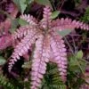 Rosy Pink Maidenhair Fern (Adiantum Hispidulum) - 1 Gallon Pot