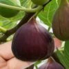 Little Ruby Dwarf Fig Tree - 3 Gallon Pot -Plant Shop ficus carica little ruby fig tree 1