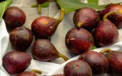 Little Ruby Dwarf Fig Tree - 3 Gallon Pot -Plant Shop ficus carica little ruby fig tree 2