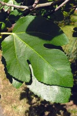 Little Ruby Dwarf Fig Tree - 3 Gallon Pot -Plant Shop ficus carica little ruby fig tree 3