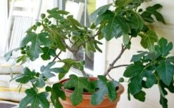 Little Ruby Dwarf Fig Tree - 3 Gallon Pot -Plant Shop ficus carica little ruby fig tree 4