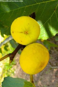 LSU Gold Fig Tree - 5 Gallon Pot -Plant Shop ficus carica lsu gold fig tree 1