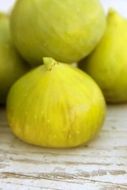 LSU Gold Fig Tree - 3 Gallon Pot -Plant Shop ficus carica lsu gold fig tree 2 1