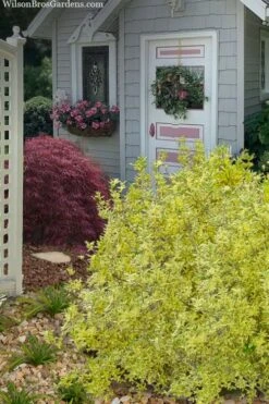 Believe It Or Not Forsythia - 2 Gallon Pot -Plant Shop forsythia believe it or not 11