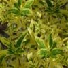 Believe It Or Not Forsythia - 2 Gallon Pot -Plant Shop forsythia believe it or not 2