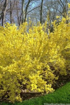 Believe It Or Not Forsythia - 2 Gallon Pot -Plant Shop forsythia believe it or not 3