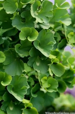 Jade Butterfly Dwarf Ginkgo Tree - 3 Gallon Pot -Plant Shop ginkgo biloba jade butterfly 3