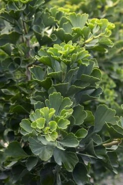 Jade Butterfly Dwarf Ginkgo Tree - 3 Gallon Pot -Plant Shop ginkgo biloba jade green 1