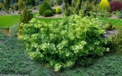 Mariken Dwarf Ginkgo Tree - 3 Gallon Pot (2-3') -Plant Shop ginkgo biloba mariken dwarf 5