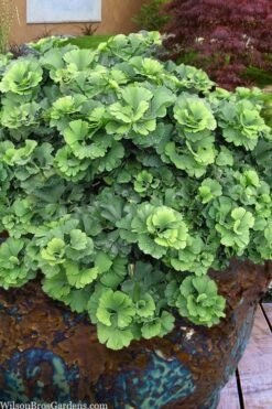 Troll Dwarf Ginkgo Tree - 3 Gallon Pot -Plant Shop ginkgo biloba troll dwarf maidenhair tree 1