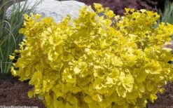 Troll Dwarf Ginkgo Tree - 3 Gallon Pot -Plant Shop ginkgo biloba troll dwarf maidenhair tree 4