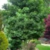 Jade Butterfly Dwarf Ginkgo Tree - 3 Gallon Pot -Plant Shop ginkgo jade butterfly 10