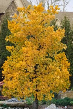 Jade Butterfly Dwarf Ginkgo Tree - 3 Gallon Pot -Plant Shop ginkgo jade butterfly 11