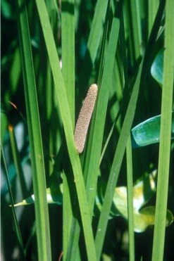 American Sweet Flag (Acorus Americanus) - 1 Gallon Pot 13 American Sweet Flag (Acorus Americanus) - 1 Gallon Pot -Plant Shop grass american sedge 500x750 1