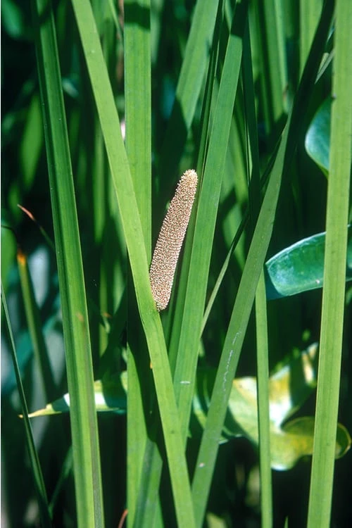American Sweet Flag (Acorus Americanus) - 1 Gallon Pot 8 American Sweet Flag (Acorus Americanus) - 1 Gallon Pot - Image 6