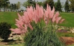 Pink Pampas Grass - 6 Pack Of 1 Gallon Pots -Plant Shop grass pink pampas landscapejpg 1