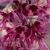 Amethyst Witch Hazel (Hamamelis Vernalis) - 7 Gallon Pot (3-4') -Plant Shop hamamelis vernalis amethyst witch hazel 1