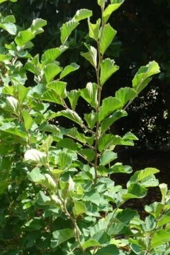 Amethyst Witch Hazel (Hamamelis Vernalis) - 7 Gallon Pot (3-4') -Plant Shop hamamelis vernalis amethyst witch hazel 3