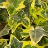 Gold Child Ivy (Hedera Helix) - 6 Pack Of Pint Pots -Plant Shop hedera helix gold child english ivy 100