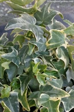 Ingelise English Ivy (Hedera) - 10 Pack Of 4" Pots -Plant Shop hedera helix ingelise english ivy 4