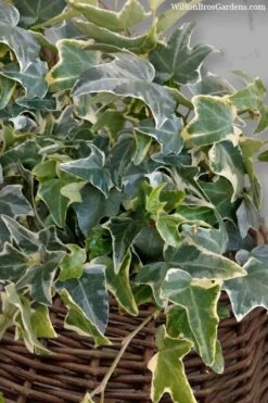 Ingelise English Ivy (Hedera) - 5 Pack Of Pint Pots -Plant Shop hedera helix ingelise english ivy 6 1