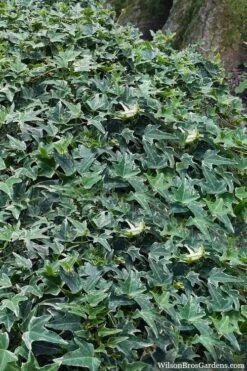 Ingelise English Ivy (Hedera) - 5 Pack Of Pint Pots -Plant Shop hedera helix ingelise english ivy 7 1