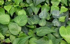Teardrop Ivy (Hedera Helix) - 5 Pack Of Pint Pots -Plant Shop hedera helix teardrop ivy 100