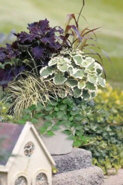 Teardrop Ivy (Hedera Helix) - 5 Pack Of Pint Pots -Plant Shop hedera helix teardrop ivy 101