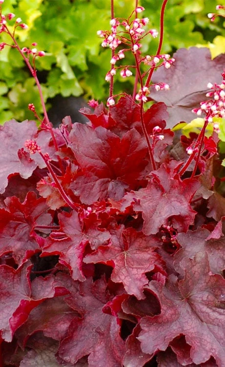 Fire Chief Heuchera (Coral Bells) - 1 Gallon Pot 7 Fire Chief Heuchera (Coral Bells) - 1 Gallon Pot - Image 5