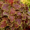 Solar Eclipse Heucherella (Foamy Bells) - 1 Gallon Pot -Plant Shop heucherella solar eclipse 2