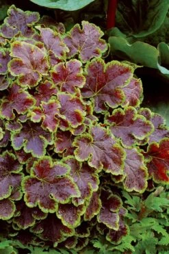 Solar Eclipse Heucherella (Foamy Bells) - 1 Gallon Pot -Plant Shop heucherella solar eclipse 4
