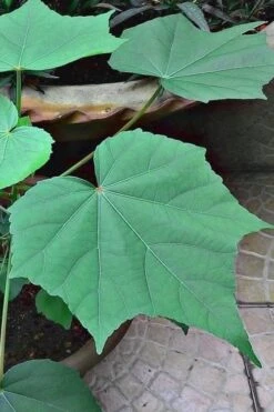 Confederate Rose Hibiscus - Rose Mallow - 1 Gallon Pot 12 Confederate Rose Hibiscus - Rose Mallow - 1 Gallon Pot -Plant Shop hibiscus confederate rose leaves 1