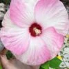 Luna Pink Swirl Hardy Hibiscus - 3 Gallon Pot -Plant Shop hibiscus luna pink swirl 101