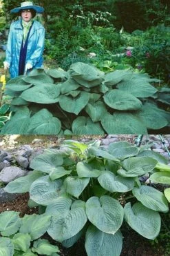 Humpback Whale Giant Hosta Lily - 1 Gallon Pot -Plant Shop hosta lily humpback whale 3