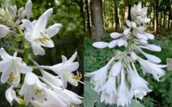 Humpback Whale Giant Hosta Lily - 1 Gallon Pot -Plant Shop hosta lily humpback whale 5