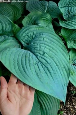 Humpback Whale Giant Hosta Lily - 1 Gallon Pot -Plant Shop hosta lily humpback whale 7