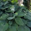 Humpback Whale Giant Hosta Lily - 1 Gallon Pot -Plant Shop hosta lily humpback whale 8