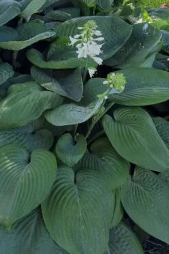 Humpback Whale Giant Hosta Lily - 1 Gallon Pot -Plant Shop hosta lily humpback whale 9