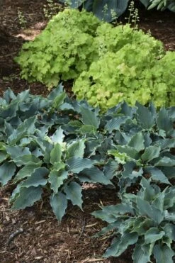 Waterslide Hosta Lily - 1 Gallon Pot 13 Waterslide Hosta Lily - 1 Gallon Pot -Plant Shop hosta lily waterslide 11